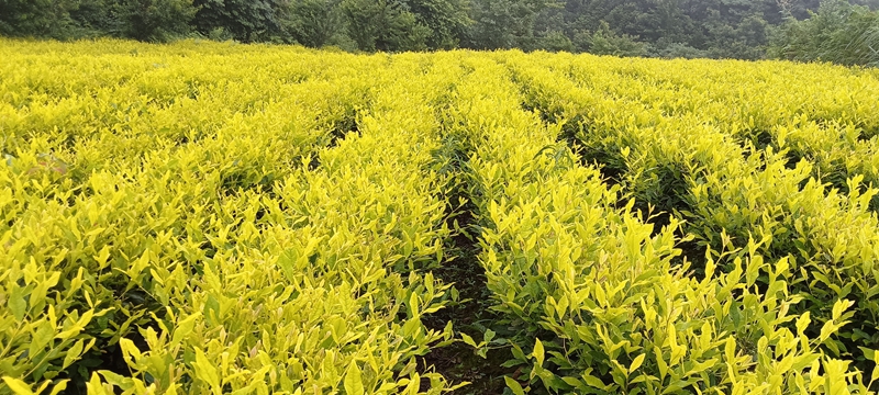 茶苗现状。