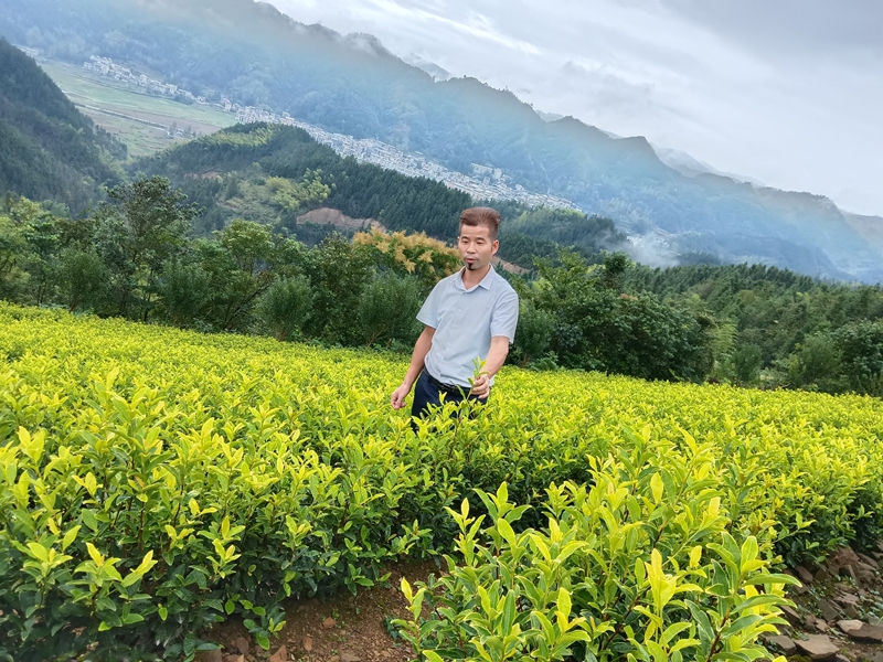 托尼与茶。