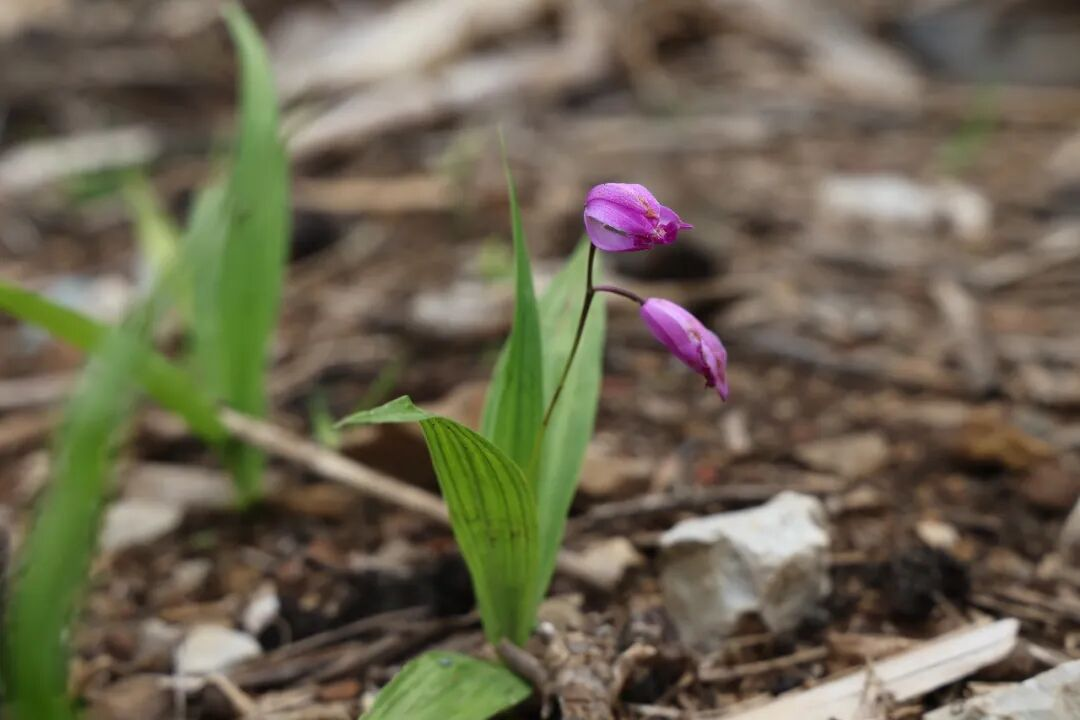 白芨種植長勢喜人 (2)