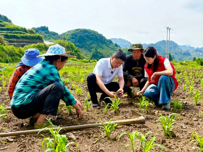 3、高粱补苗培训。