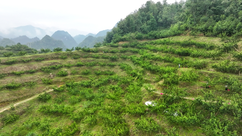 6月17日，果農在羅甸縣逢亭鎮翁傳村蜂糖李種植基地採摘蜂糖李。