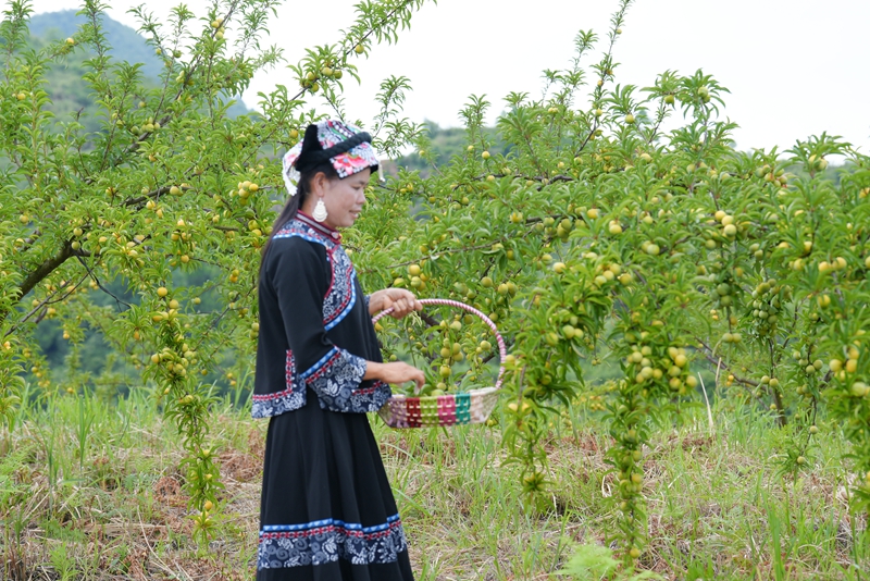 村民正在采摘蜂糖李 (2)