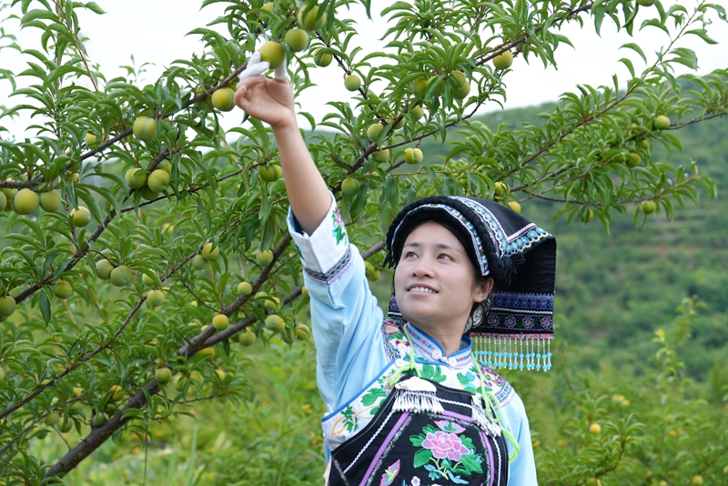 村民正在采摘蜂糖李。