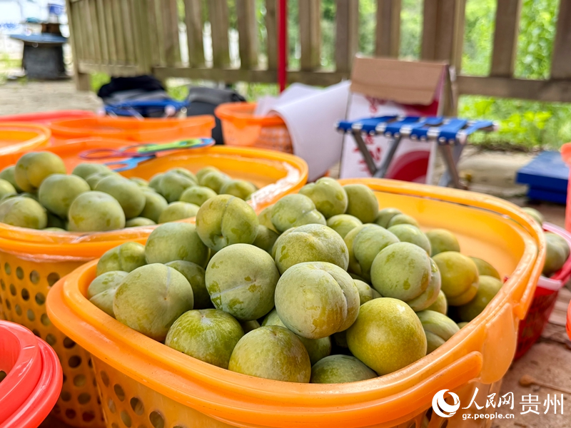 眼下镇宁蜂糖李迎来集中采摘上市期。人民网记者 陈洁泉摄