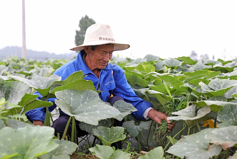 6月17日，在贵州黔西市钟山镇新强村千亩瓜田基地里，村民正在进行除草管护4