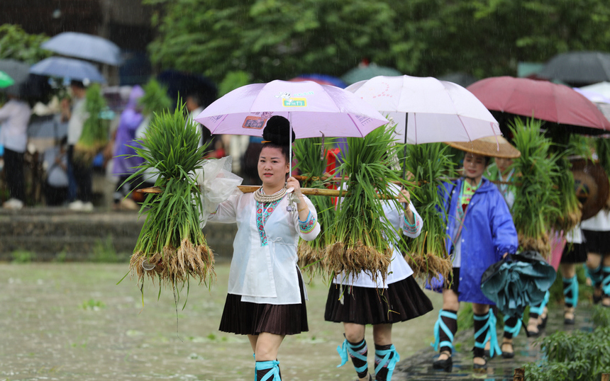 贵州黎平：端午关秧门，侗寨古老仪式祈丰收！