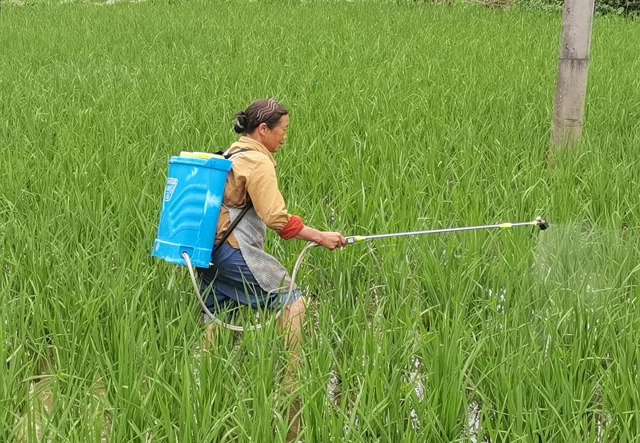 农户喷洒农药。
