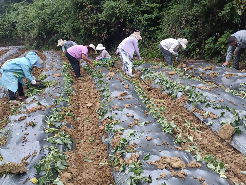 松桃普觉镇岑塘 村“商薯19”种植基地,村民抢季节忙移栽薯苗.jpg