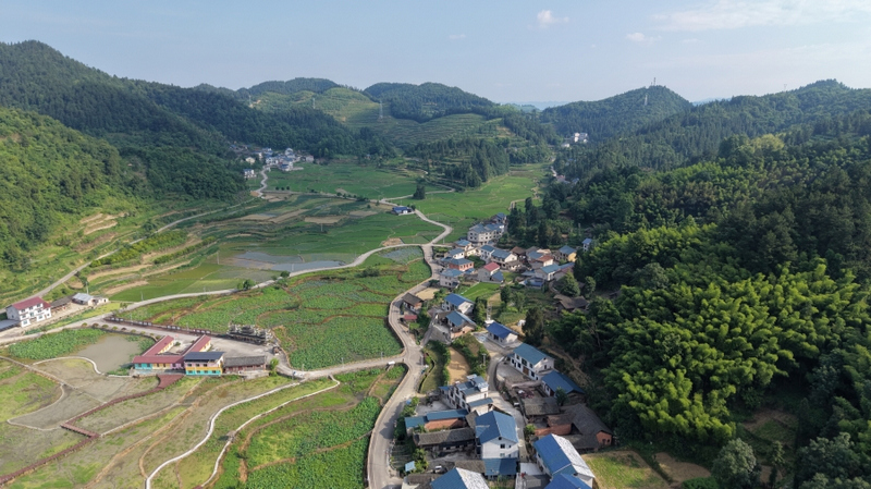 岑巩县客楼镇下寨村,荷花基地与公路、民居相映成景。何小雨摄