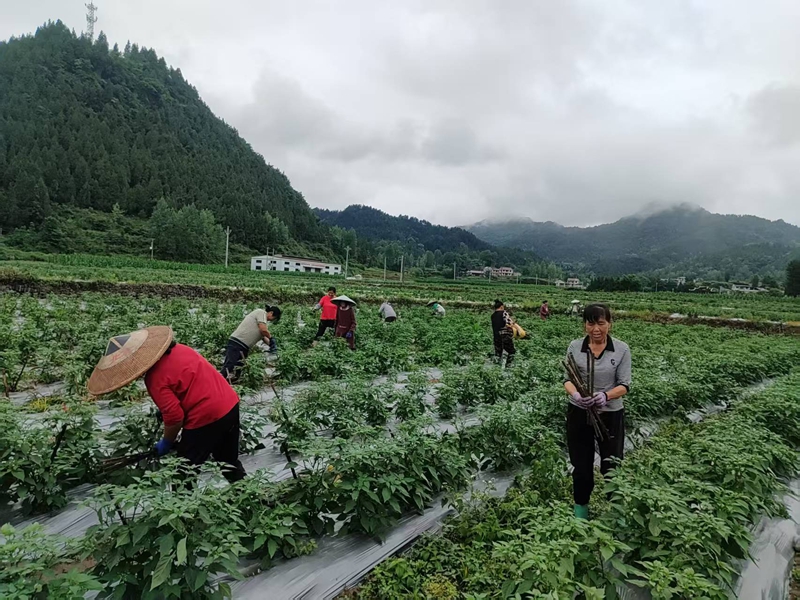 松桃大路镇辣椒种植基地，村民正在田间除草、搭杆.jpg