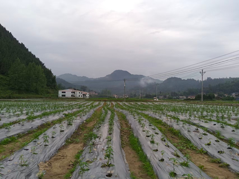 基地里连片翠绿的辣椒.jpg