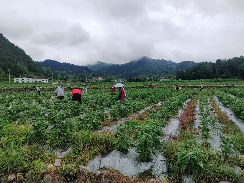 松桃大路镇辣椒种植基地，村民们正在田间除草.jpg
