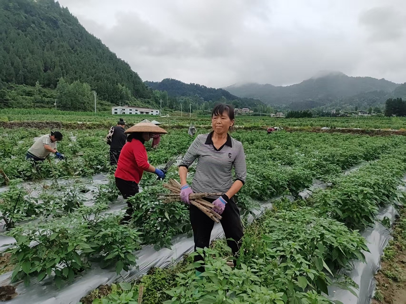 松桃大路镇辣椒种植基地，村民们忙于给辣椒搭杆.jpg