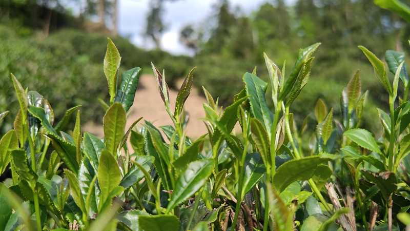 石阡苔茶茶芽。楊文美攝.jpg