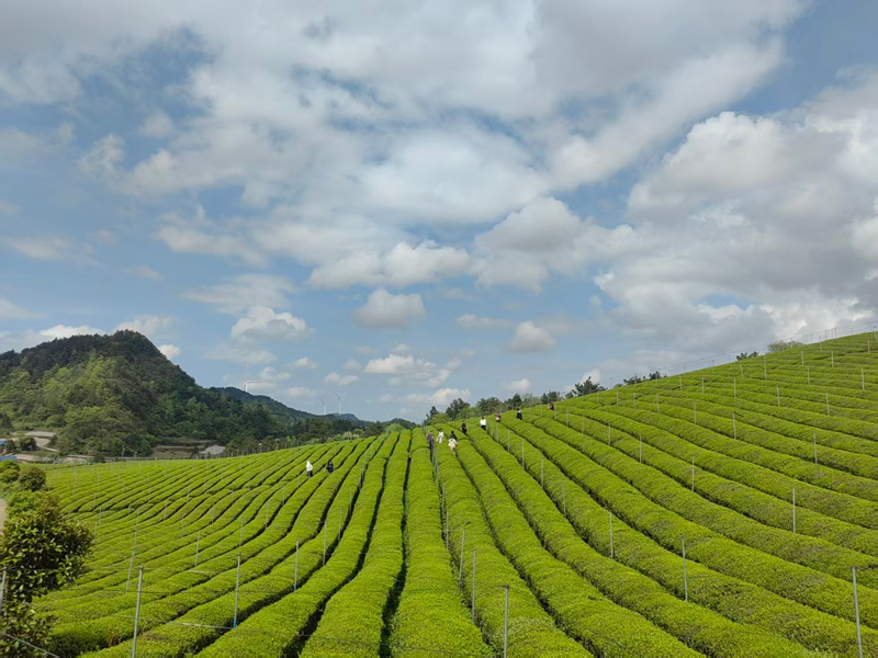石阡高原茶場。代忠國攝