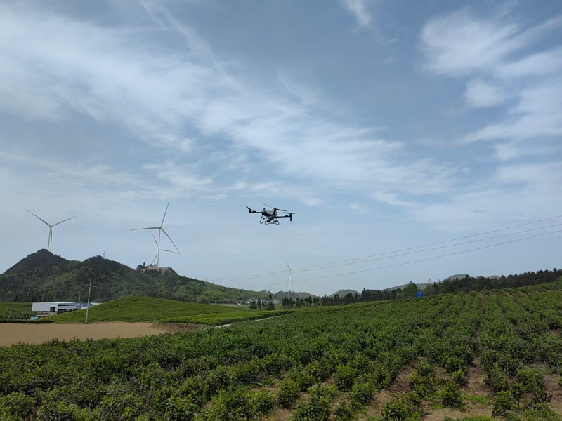 石阡縣無人機管護茶園。代忠國攝