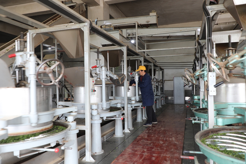 在石阡縣國家現代農業產業園核心區內，一企工人正在加工茶產品。楊文美攝.JPG