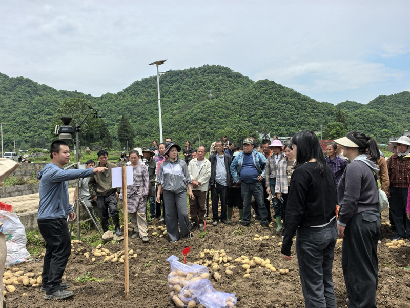 在小七孔镇和平村豆村坝冬作马铃薯基地测产验收。