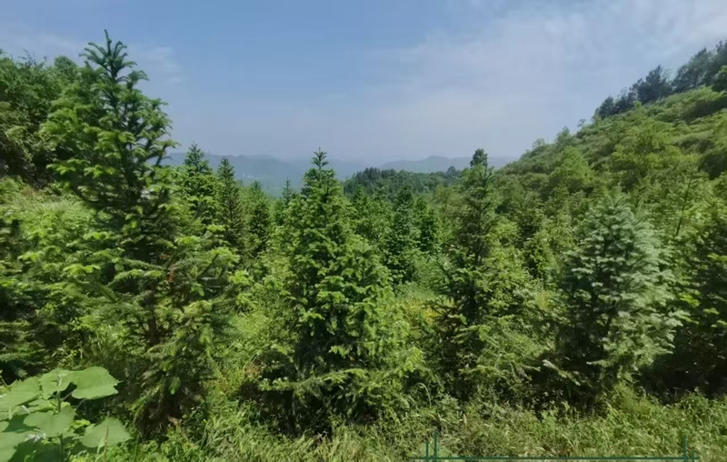 位于贵州金沙的国储林项目。