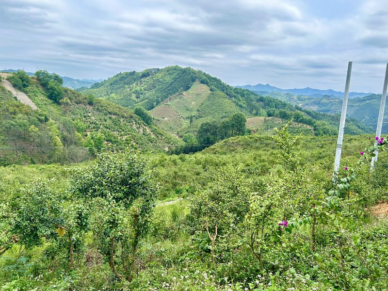 册亨县油茶产业基地。