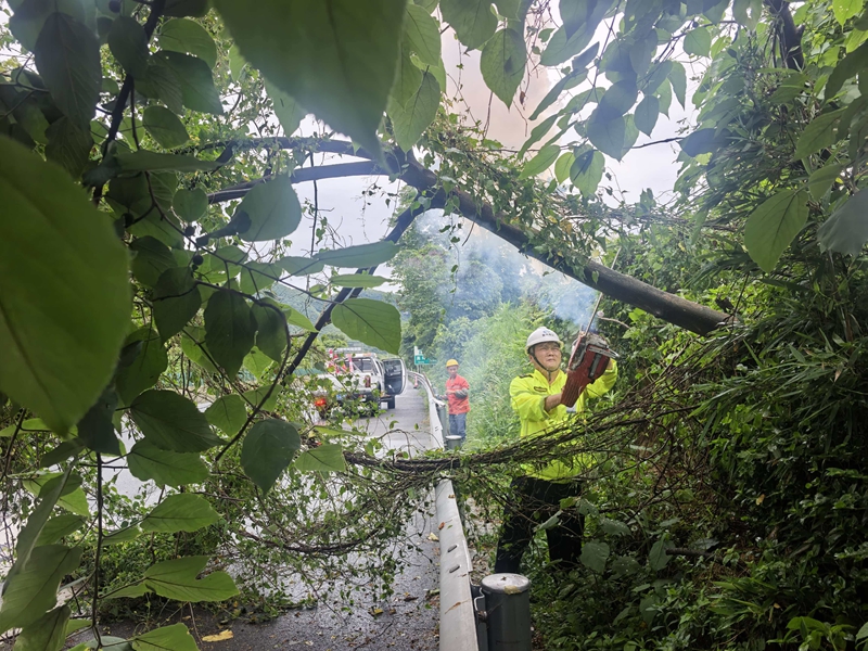 遵义营运中心海龙屯道路保畅（养护）大队巡查人员对倒伏树木进行清理。唐克勇摄.jpg