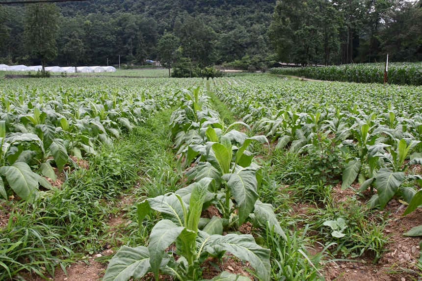 织金县马场镇鸡场坝村烤烟种植基地一角。张云航摄