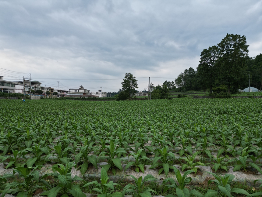 织金县马场镇鸡场坝村烤烟种植基地一角。张云航摄
