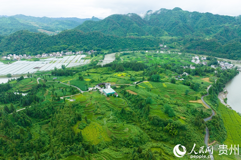 航拍位于江口县的抹茶种植基地。人民网 阳茜摄.jpg
