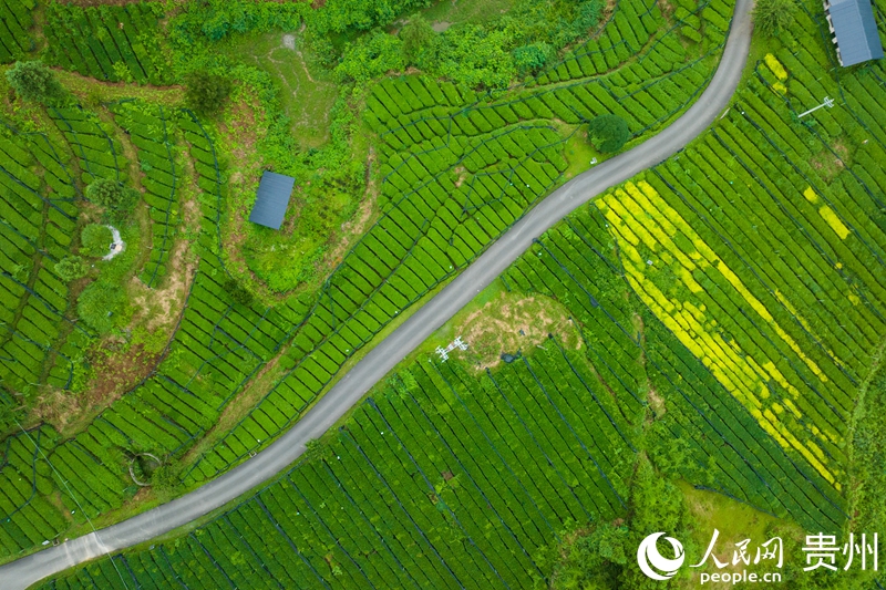 航拍位于江口县的抹茶种植基地。人民网 阳茜摄.jpg
