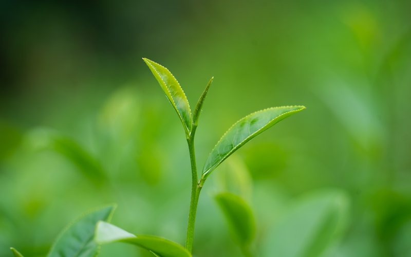 行进中国 | 万物皆可抹 梵净溢茶香