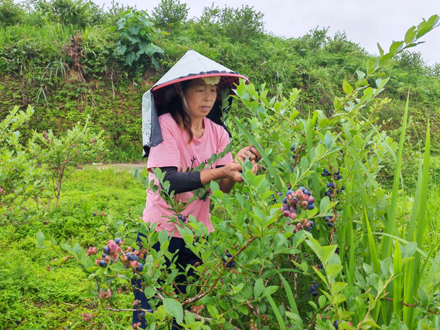 蓝莓采摘正当时 绘就初夏美好画卷。