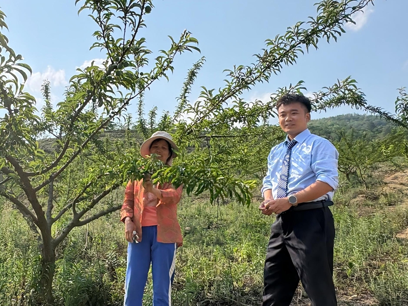 客户经理与果园中的邮储银行管护工人查看李树生长情况影像。