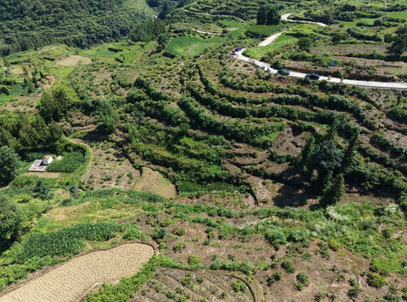 金银花种植基地.jpg