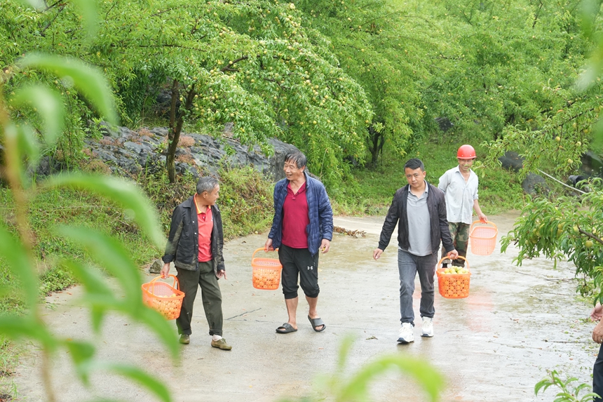 贵州省织金县大平乡蜂糖李“甜蜜”上市。