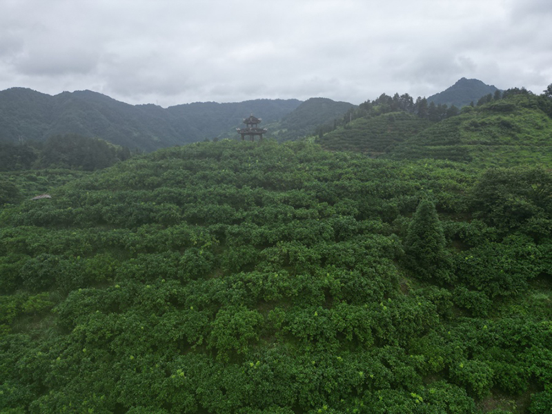 刘寿军思州柚基地一角。邹小朋 摄