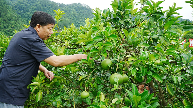 刘寿军在指导农户管护。向美玲 摄