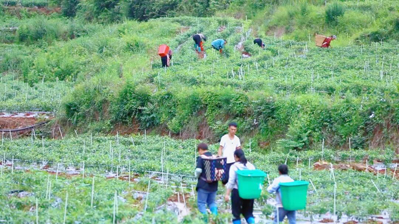 辣椒種植地。