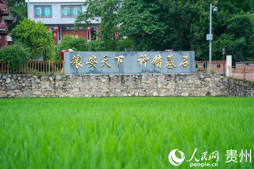 岑巩县周坪杂交水稻种子生产展示区。人民网  阳茜摄