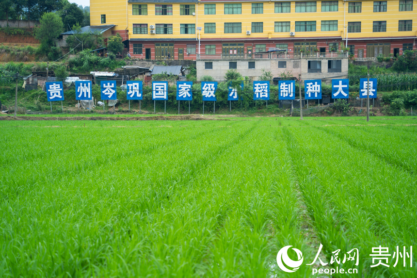 贵州岑巩县思旸镇,凉风徐徐,稻田青青。人民网 阳茜摄