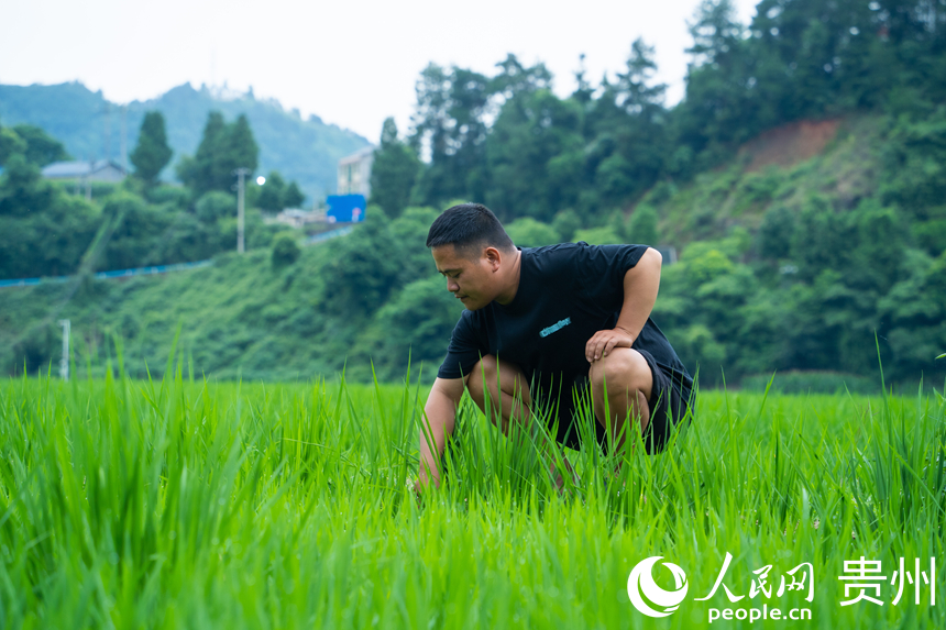 种植户拨开秧苗,仔细查看长势和病虫防治情况。人民网 阳茜摄