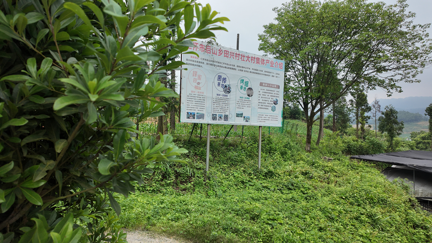 4、后山乡田兴村立足森林覆盖率高达75%的资源禀赋，大力发展马桑菌种植、中华蜂养殖、高山特色蔬菜等林下经济。