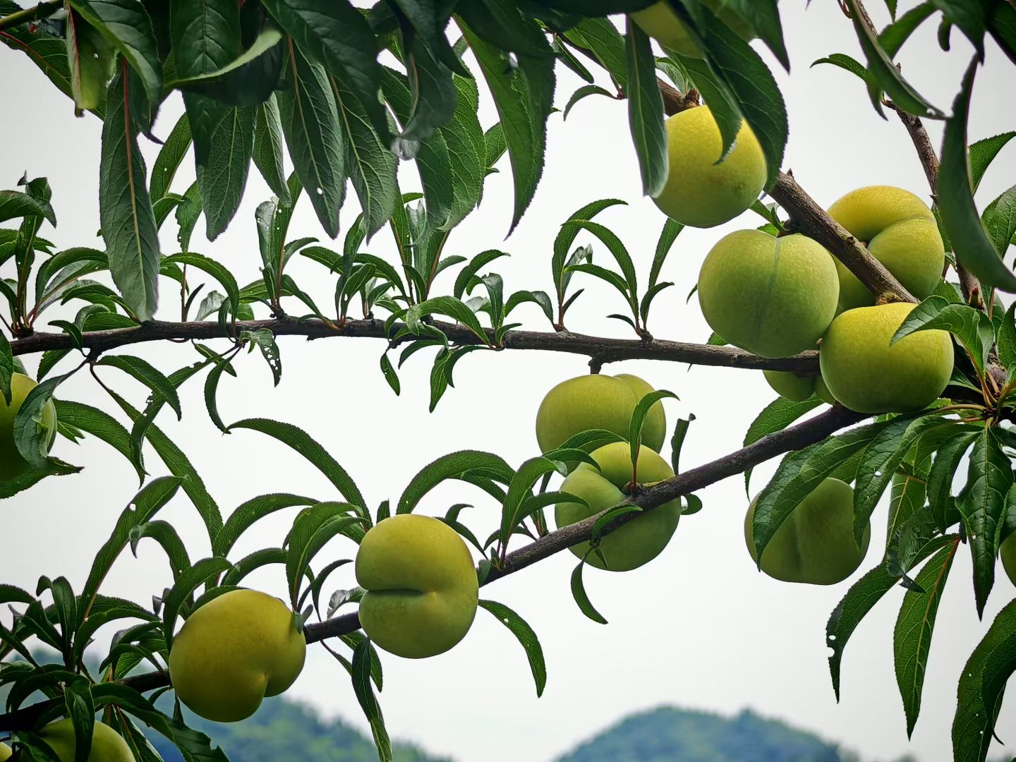 图为：蜂糖李特写