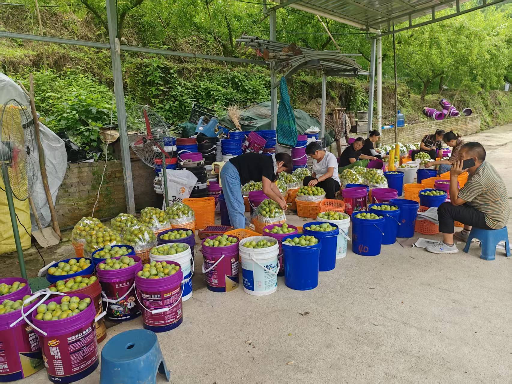 图为：果农及工人们在加急打包