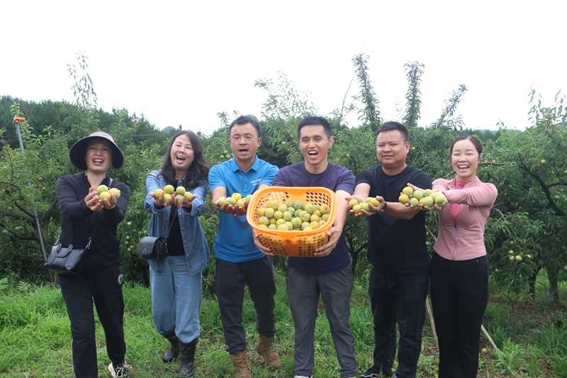 独山朵罗村800亩蜂糖李迎来采摘季。