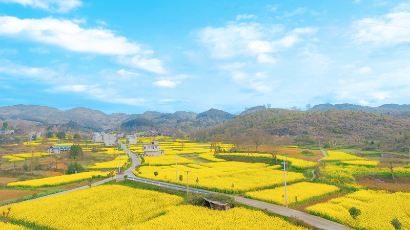 16、油菜花美景.jpg