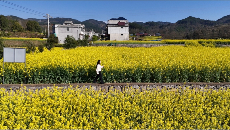 油菜花美景。