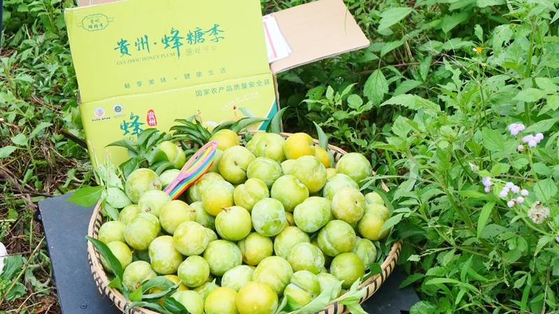 金黄透亮的蜂糖李.jpg