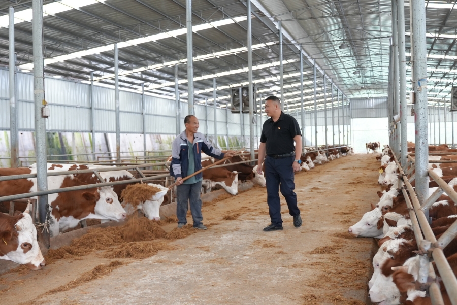 在村肉牛育繁推一体化基地，郑培坤叮嘱管理员做好牛场管护工作。（沈启照 摄）