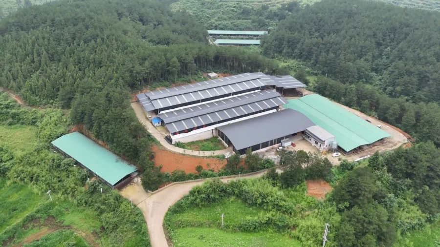 3、岑巩县大有镇塔山村肉牛育繁推一体化基地。（陈昆 摄）