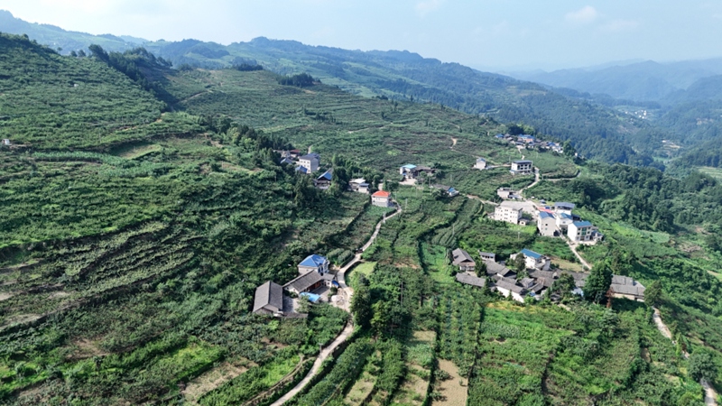 1.岑巩县注溪镇岑王村“五子园”种植基地。（李昌焯 摄）